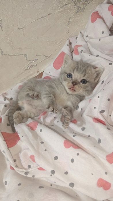 Котятя скоттиш фолд и скоттиш страйт