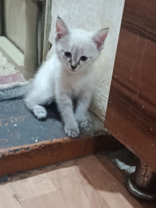 Продам котят антистресс