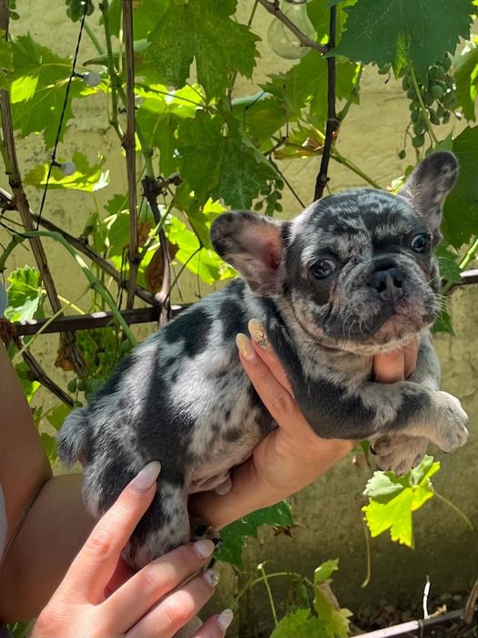 Bulldog francez Merle