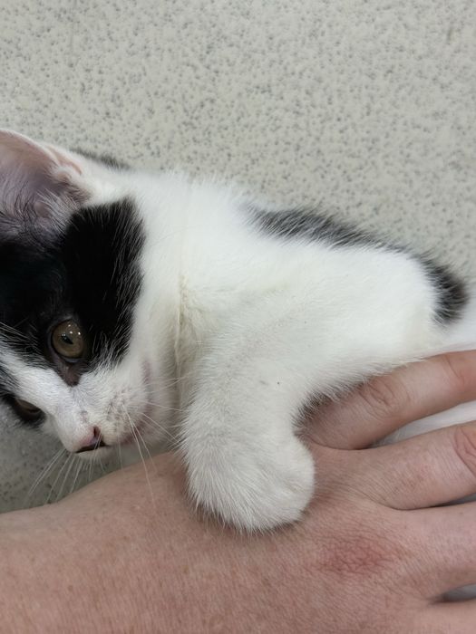 Котята с доставкой