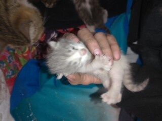 Кошка с котятами