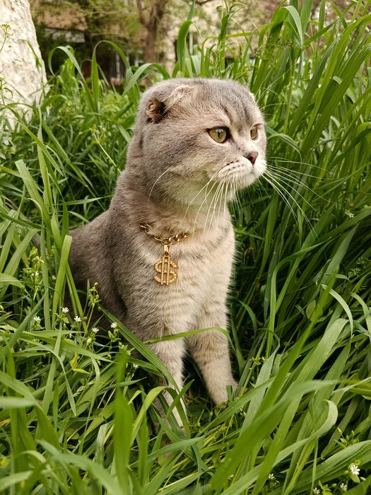 Вязка кота. Приглашаем на свидание