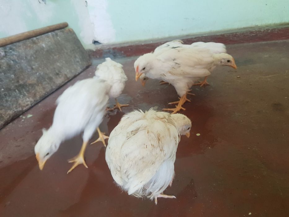 Oq jujalar sotiladi + 1 ta jaydari jo'ja kattalari 1 oy 20 kunlik