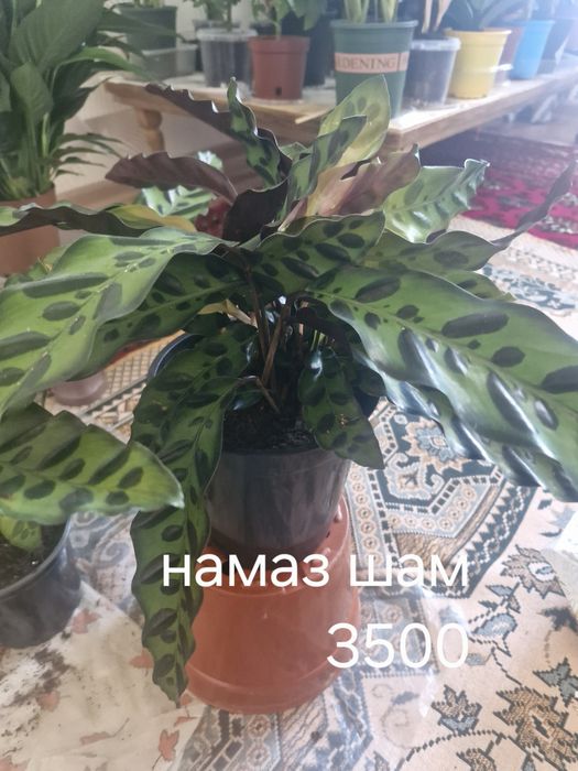 Бөлме гұлдері арзан