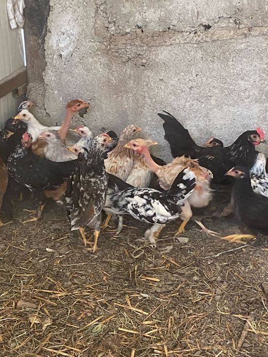 Gaini pitice de vanzare