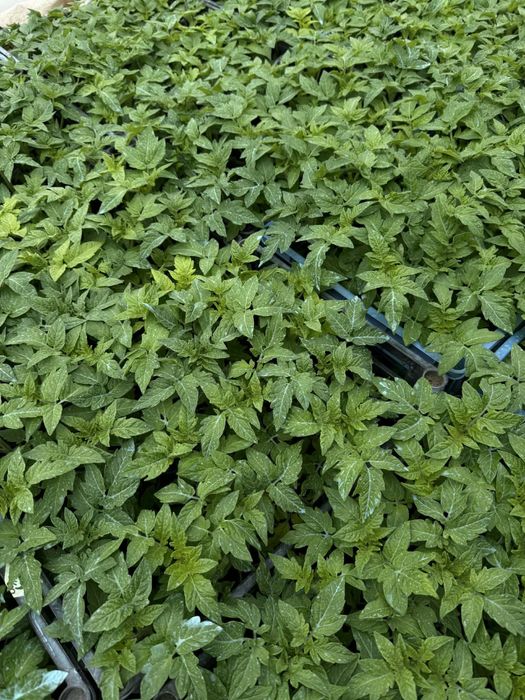 Разсад домати ранни- директно от производител!