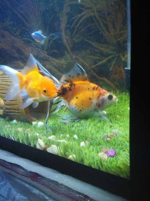 Baliq sotiladi 1 dina