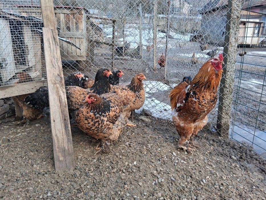 Vând ouă de incubat