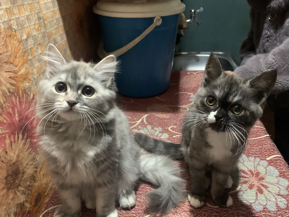 Котята красивые и умные!!