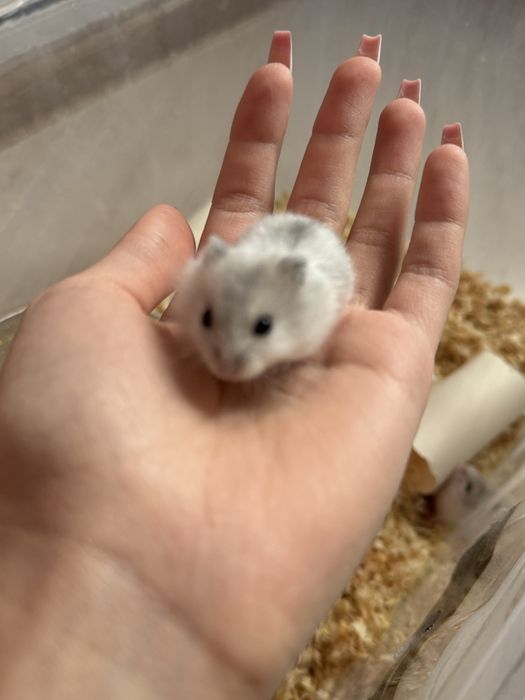 Хомяк джунгарский