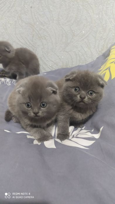 Шотландские Вислоухие котята Фолд