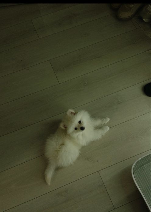 Шпиц девочка 3 месяца с прививкой