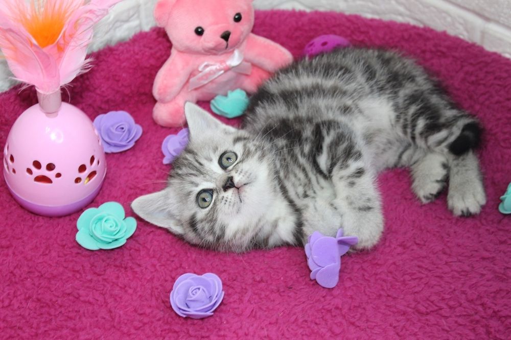 Шотландские котята.