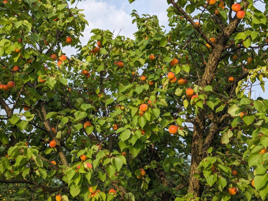 Tăieri pomi fructiferi