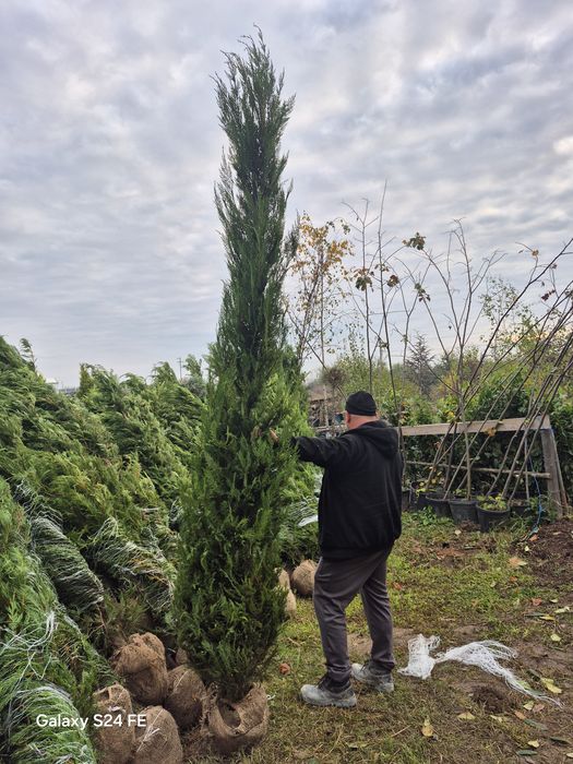 Plante ornamentale tuia