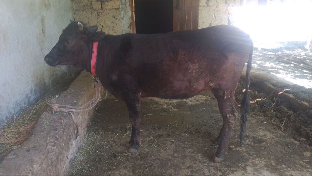 Gunajin bugoz 2oydan keyin tuğadi