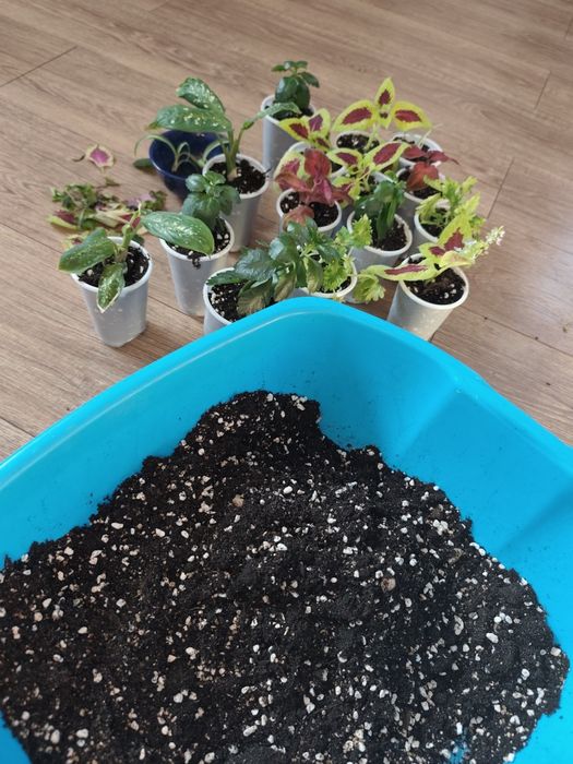 Продам комнатные цветы