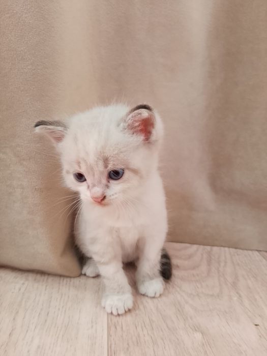 Котёнок малчик бесплатно
