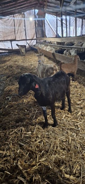 Vând capre anglonubian