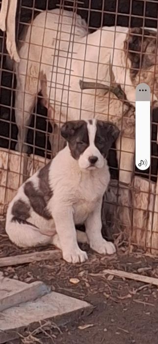 Продам 
Возраст: 2 месяца
Очень крепкие, акт