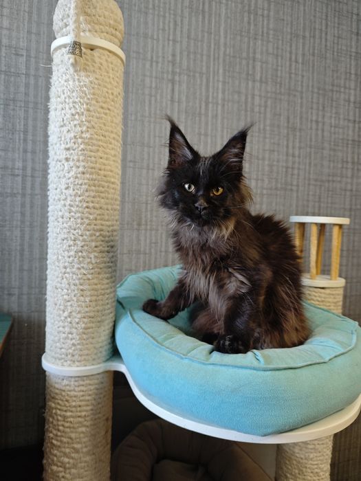 Котенок Мейн кун