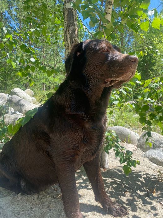 Отдам лабрадора, девочку