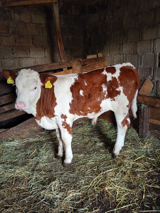 Vând vițel mascul