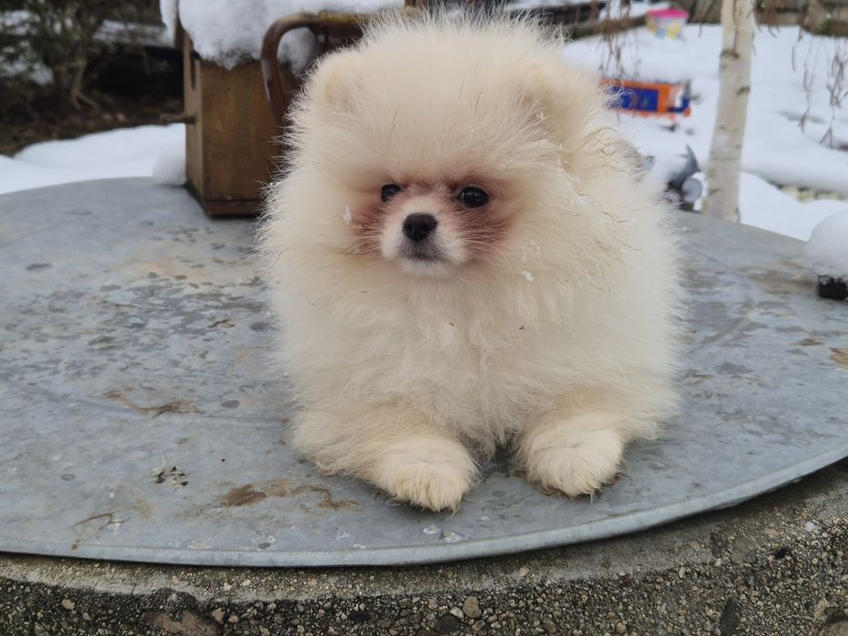 2 бели момчета  померани