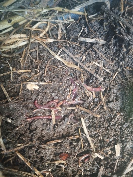 Калифорнииские черви