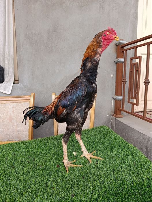 Dakan xoroz sotiladi