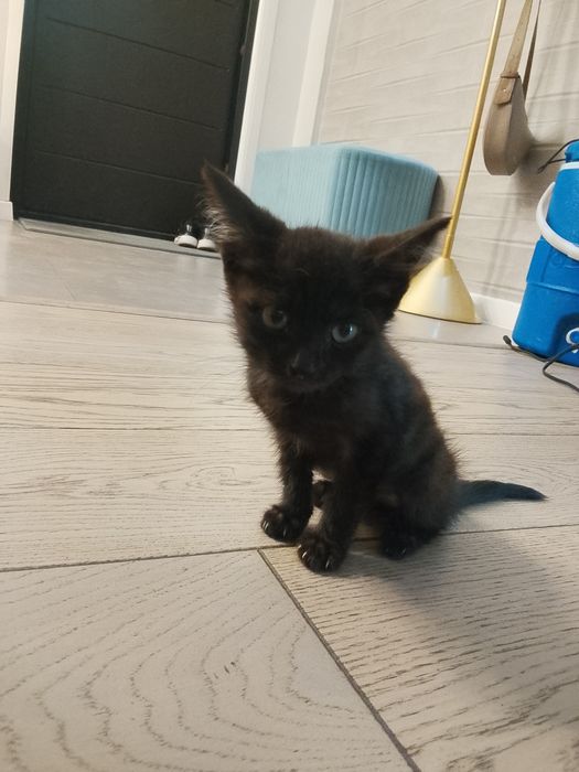 котенка в хорошие руки