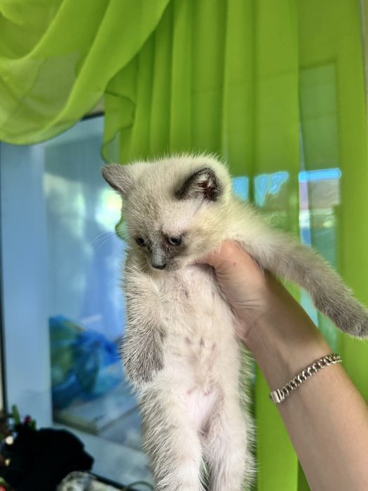 Котята бесплатно
