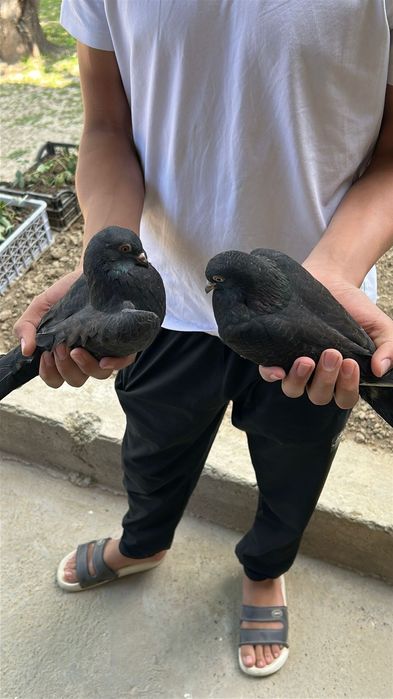 Голуб голуби кептер 3.000