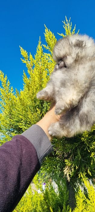 Померан мини померанче