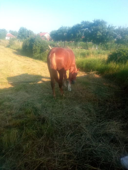Mînză de vinzare