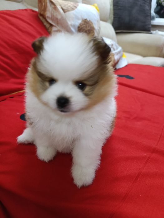 Продам щенка шпица.