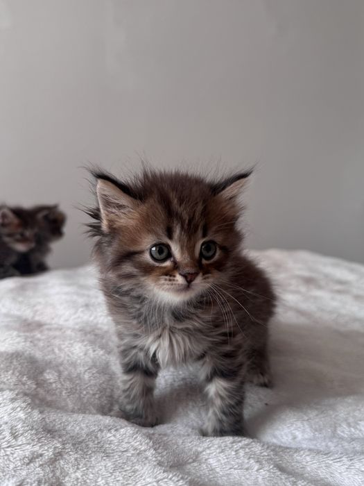 Британские котятки