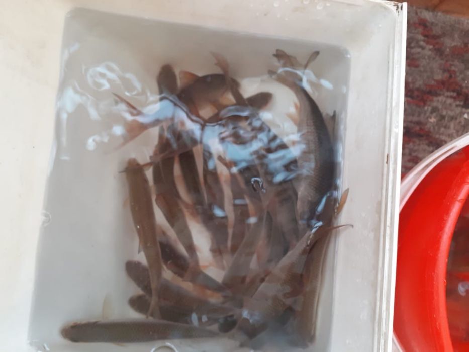 Продам живцов 100 тг за штуку