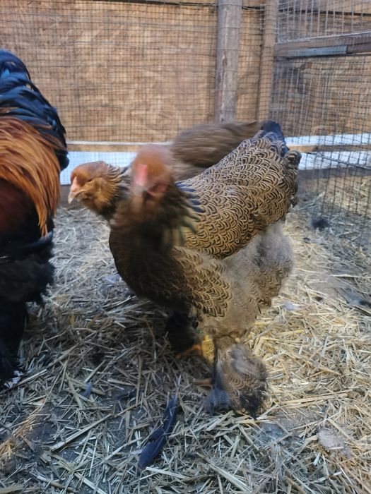 Vând ouă pentru incubat de brahma potarnichiu pe negru și pe albastru