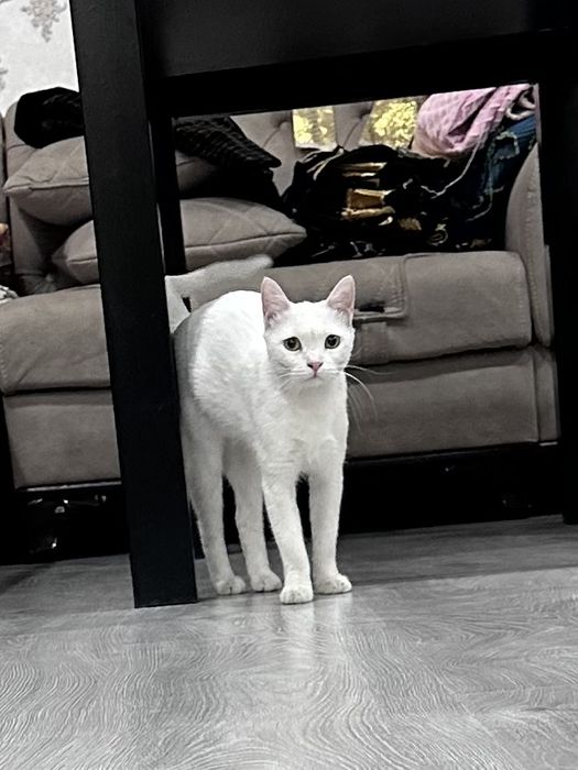 Девочка белка в добрые руки