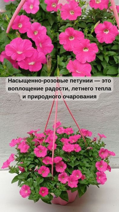 Ампельные петунии. Красивоцветущее растение для дома и сада.