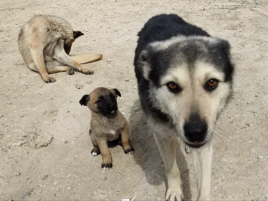 Отдам щенят в хорошие руки