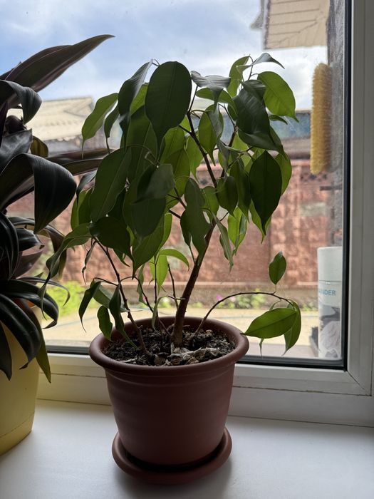 Продам комнатные растения