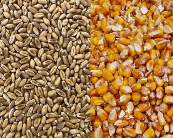 Vand Grau(0,9 lei/kg) si Porumb boabe(1,2 lei/kg) - Soimus, Hunedoara