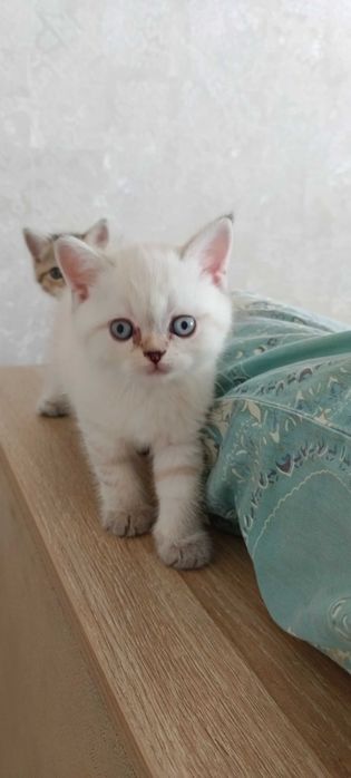 Продаются котята