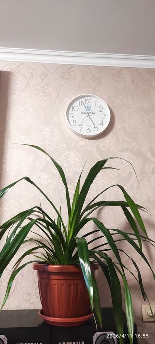 Пандаус Венча (Винтовая пальма)