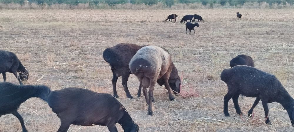 Kotta va qozi Qochqorla sotamiz