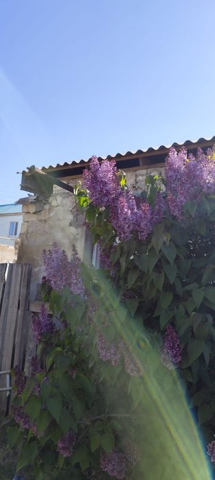 Продам сирень букетами