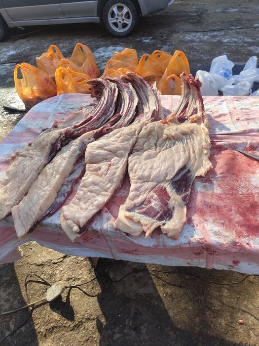 Семиз жылкылар бар