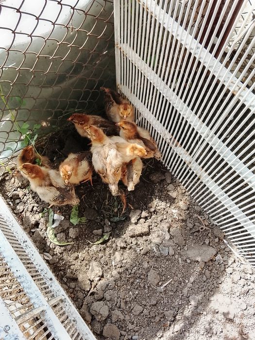 Продам цыплят ку